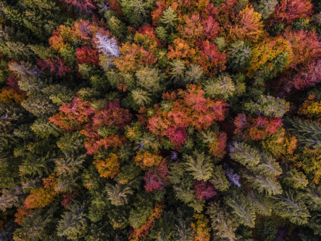 Aut_drone_-luserna_2020_foliage (2)